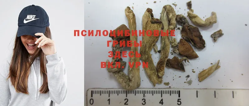 Галлюциногенные грибы Psilocybine cubensis  Печора 